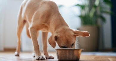 Don’t use: 2 popular dog foods recalled over possible contamination with metal, salmonella