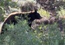 Bear attacks Colorado woman in her home