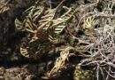 Resurrecting Plant Inspires ‘Fridge Free’ Vaccines That Could Save the Millions of Doses Wasted Annually