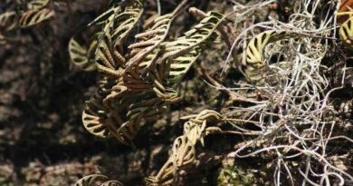 Resurrecting Plant Inspires ‘Fridge Free’ Vaccines That Could Save the Millions of Doses Wasted Annually
