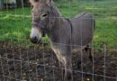 3 injured after donkey jumps into a van, kicking and biting, in northern Germany