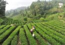 Chinese green tea is bringing people together in West Africa, 3 cups at a time
