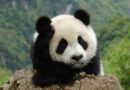 Human-wild animal clashes on the rise in China’s Giant Panda National Park