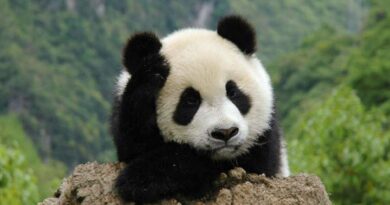 Human-wild animal clashes on the rise in China’s Giant Panda National Park