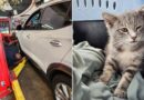Tiny kitten rode hundreds of miles trapped in car from New Jersey to Georgia