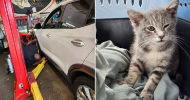 Tiny kitten rode hundreds of miles trapped in car from New Jersey to Georgia