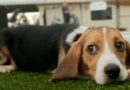 Last beagles rescued from Ridglan Farms, a breeding facility in Wisconsin