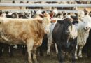 Scotland confirms ‘Mad Cow Disease’ case as farm placed under restrictions