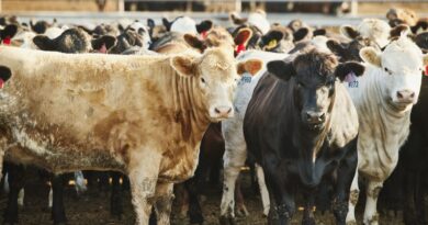 Scotland confirms ‘Mad Cow Disease’ case as farm placed under restrictions