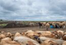 Cattle ranchers express concern about U.S. plan to boost foreign beef imports