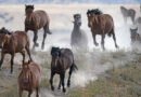 Jared Polis, Joe Neguse ask feds to stop wild horse helicopter roundups in Colorado