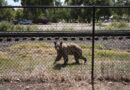 Colorado killing of bears soars to 3 times last year