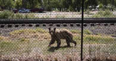 Colorado killing of bears soars to 3 times last year