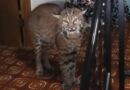 Police find bobcat in 93-year-old woman’s home near Seattle