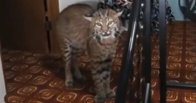 Police find bobcat in 93-year-old woman’s home near Seattle