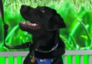 Puppies Gayle, Nate and Tony show off their guide dog training on CBS Mornings