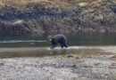 Sitka brown bear drowned in July during state-run research project
